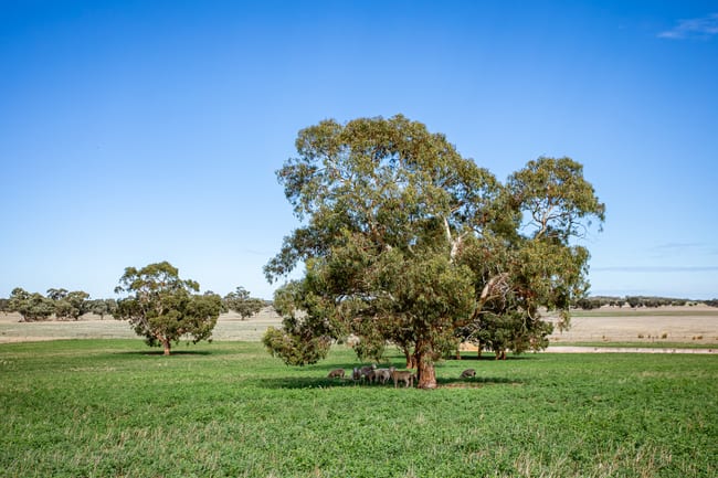 1089 Pedericks Road Lochaber SA 5271