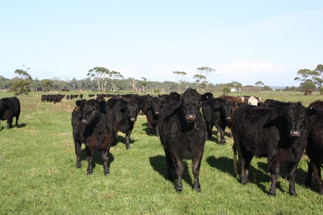 369 Giddens Road Smithton TAS 7330 369 Giddens Road Smithton TAS 7330