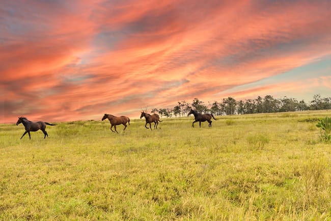 3, 1145 Biddeston-Southbrook Road Southbrook QLD 4363 3, 1145 Biddeston-Southbrook Road Southbrook QLD 4363