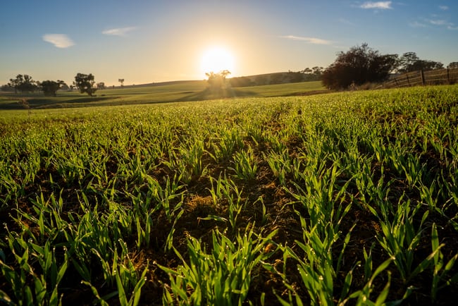 1629 Darby Falls Road Cowra NSW 2794