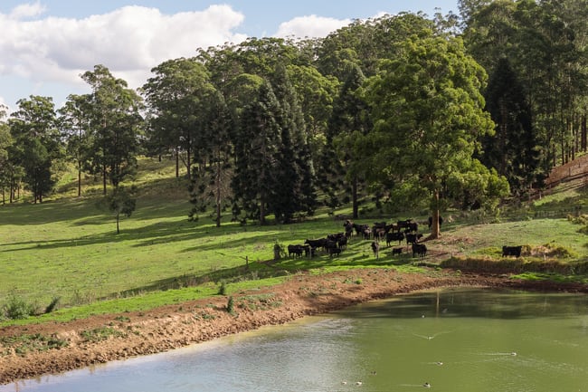 "Mount Albion" 203 Collingwood Road Hampton QLD 4352 "Mount Albion" 203 Collingwood Road Hampton QLD 4352