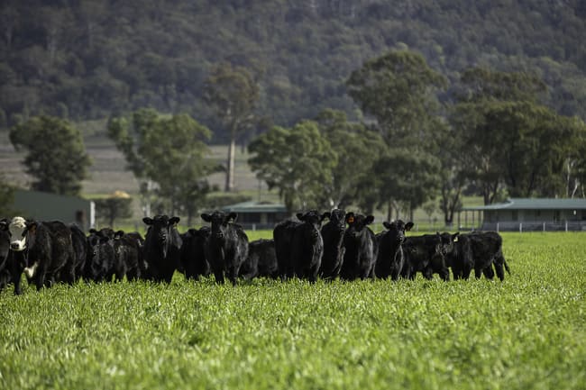 390 Westwood Road Merriwa NSW 2329