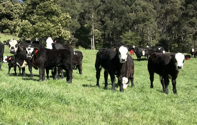 68 Creeleys Road Sassafras TAS 7307