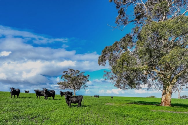 A21 Sunnydale Road Strathalbyn SA 5255 A21 Sunnydale Road Strathalbyn SA 5255