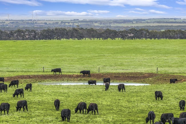 470 Rifle Butts Road Birregurra VIC 3242