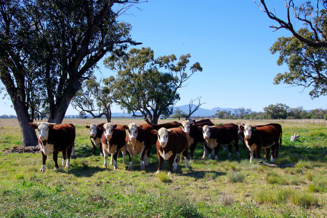 625 Logans Lane Narrabri NSW 2390