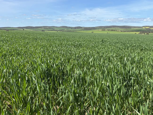 Lot 92 Pollies Plain Road Miltalie SA 5602 Lot 92 Pollies Plain Road Miltalie SA 5602