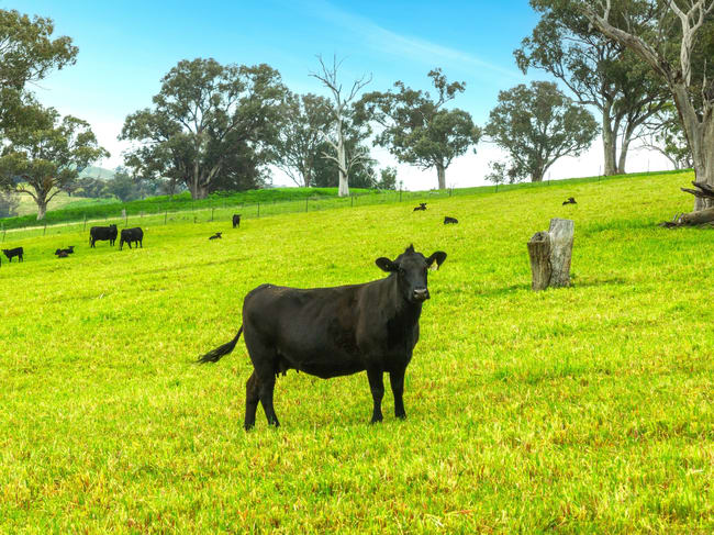 1079 Reg Hailstone Way Woodstock NSW 2793 1079 Reg Hailstone Way Woodstock NSW 2793