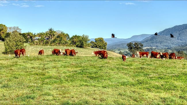 Bellingen NSW 2454