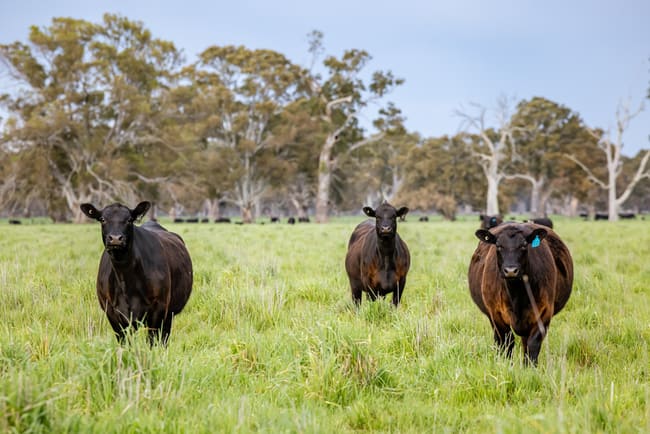 122 Blight Road Penola SA 5277 122 Blight Road Penola SA 5277