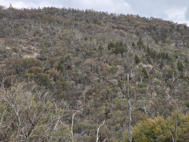 Lot 129 Kiernans Road. Bolivia Tenterfield NSW 2372 Lot 129 Kiernans Road. Bolivia Tenterfield NSW 2372