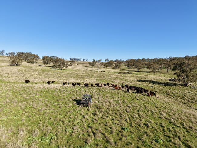 "Rangeview" 2541 Vinegaroy Road Cassilis NSW 2329