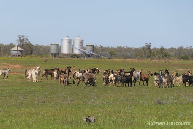 2488 Wilga Downs Road Cobar NSW 2835