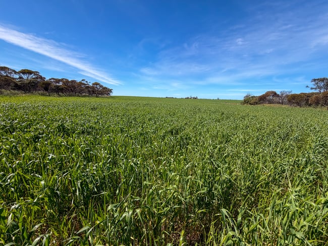 Lot 44 Birdseye Highway Murlong SA 5642