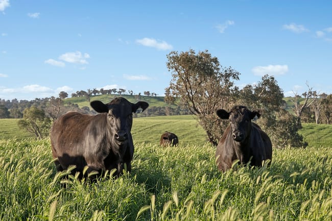 6294 Mitchell Highway Molong NSW 2866