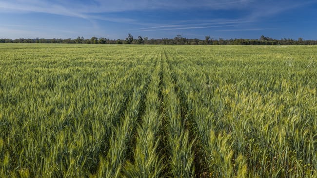 440 Gundong Road Tomingley NSW 2869