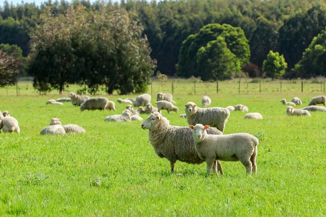 183 Peters Road Tyrendarra VIC 3285
