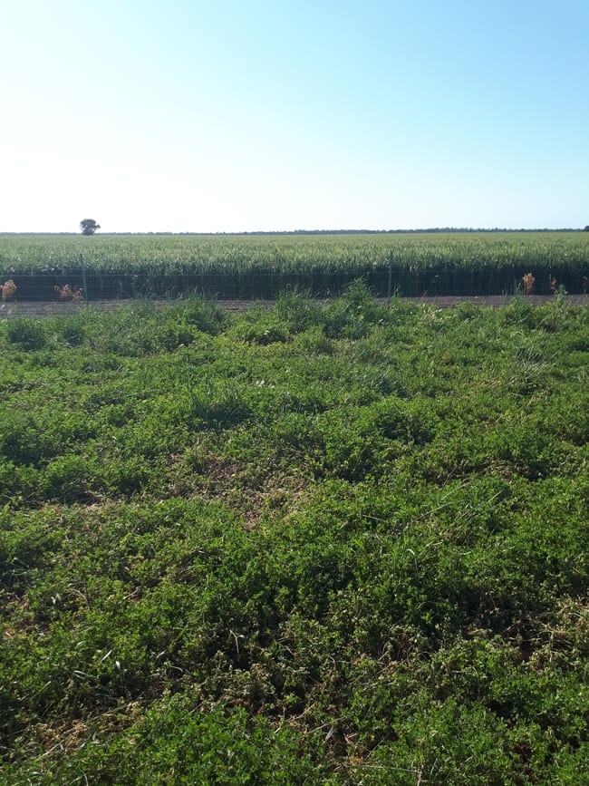 4355 Newell Highway Wirrinya NSW 2871