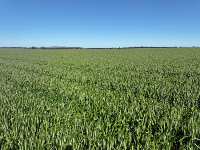 759 Lesterfield Lane Coolamon NSW 2701 759 Lesterfield Lane Coolamon NSW 2701