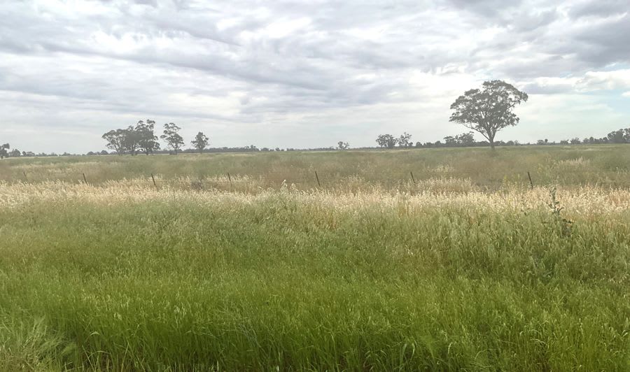 294 Berida Road Curban NSW 2827 - Image 1