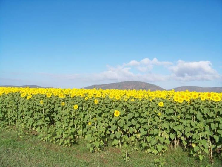178 Upper Haughton Road Horseshoe Lagoon QLD 4809 - Image 2