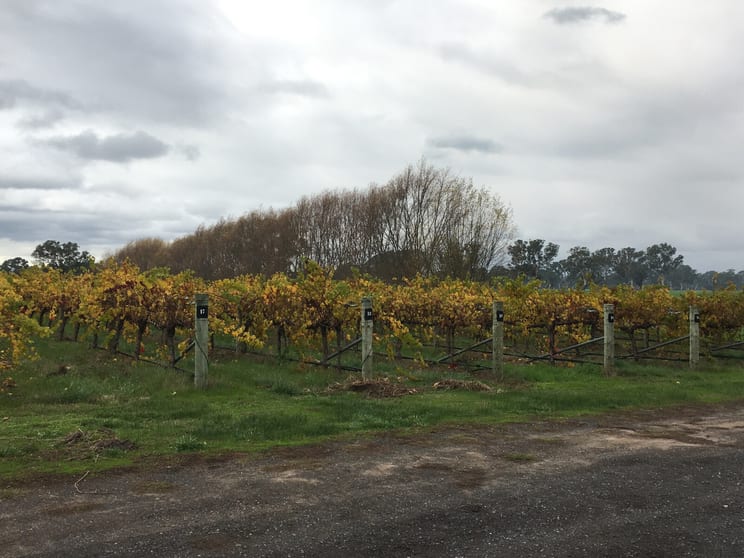 Click to view all images Thompson Vineyard Old Comaum Road Coonawarra SA 5263 - Image 1