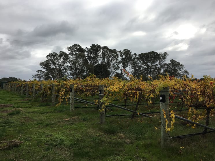 Click to view all images Thompson Vineyard Old Comaum Road Coonawarra SA 5263 - Image 3