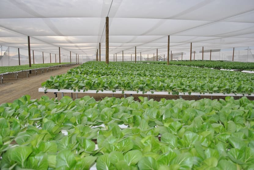 Click to view all images Southern Cross Hydroponics Caswells Lane Mutdapilly QLD 4307 - Image 3