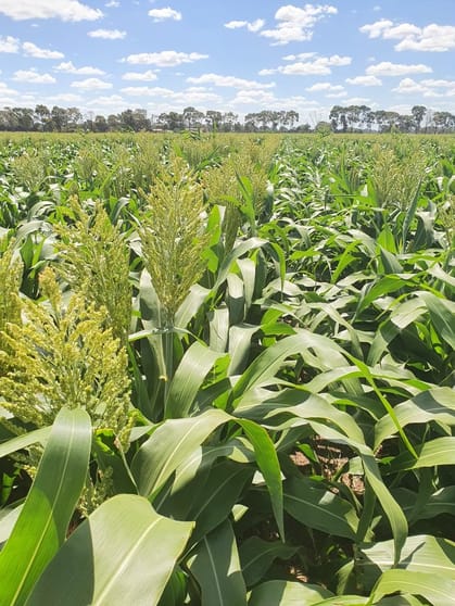 Click to view all images Strathmerton VIC 3641 - Image 3
