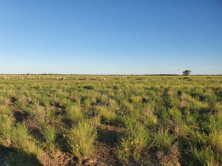 Tarwoona Downs, 1906 Burrawantie Road Enngonia NSW 2840 - Image 1