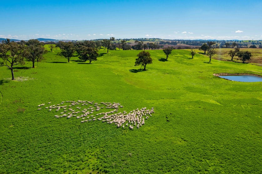 Click to view all images Cootamundra NSW 2590 - Image 1