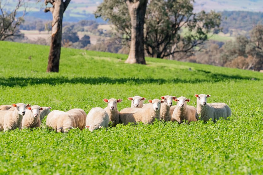 Click to view all images Cootamundra NSW 2590 - Image 3