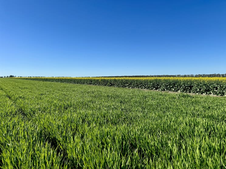 Click to view all images Terlings Newell Highway Moree NSW 2400 - Image 2