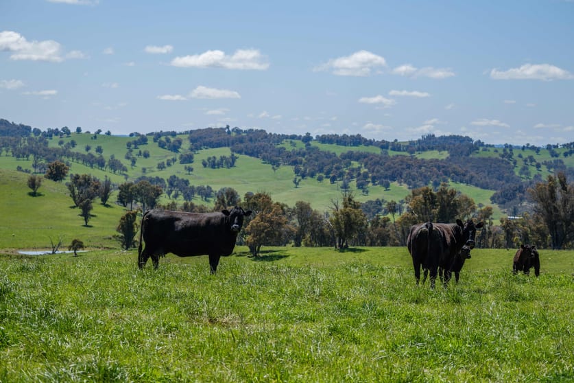 Click to view all images 166 Wirribilla Road Walcha NSW 2354 - Image 1