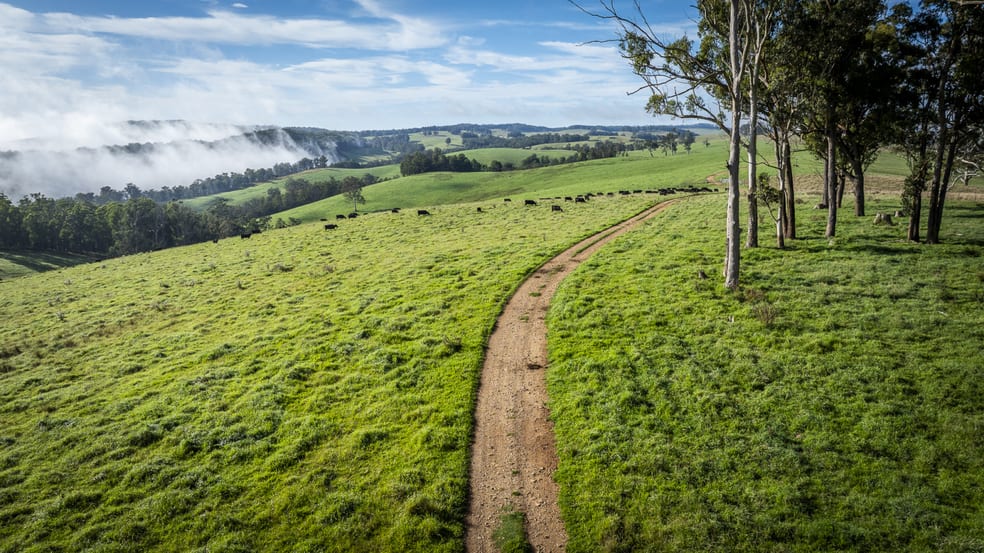 Click to view all images McPhee Beef Farms 2697 Kangaroo Flat Road Yarrowitch NSW 2354 - Image 2