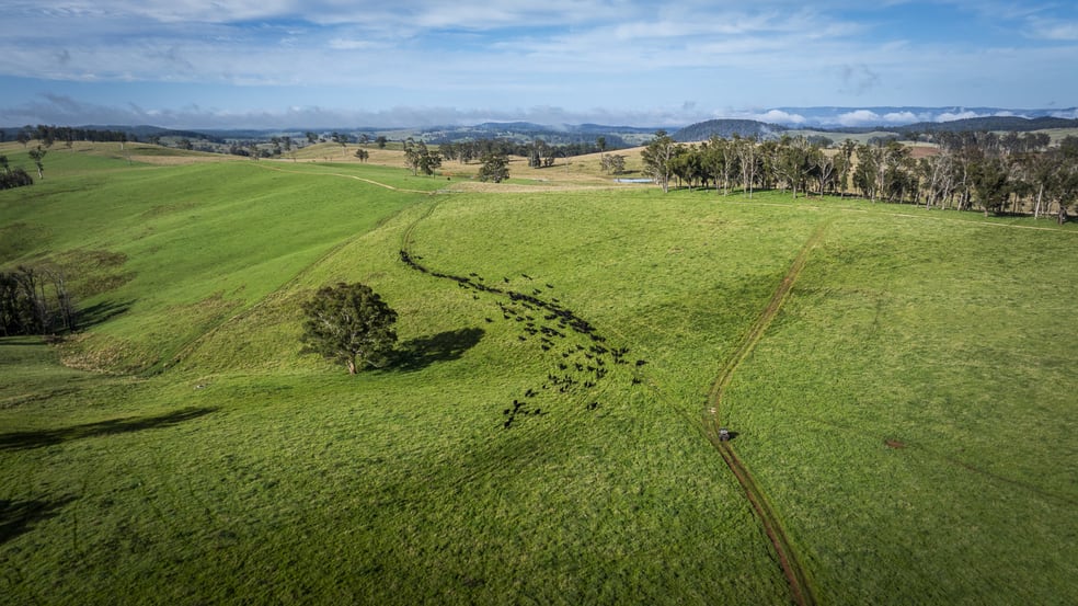 Click to view all images McPhee Beef Farms 2697 Kangaroo Flat Road Yarrowitch NSW 2354 - Image 3