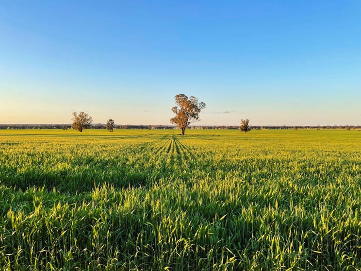 Click to view all images 2294 Lockhart-the Rock Road The Rock NSW 2655 - Image 1