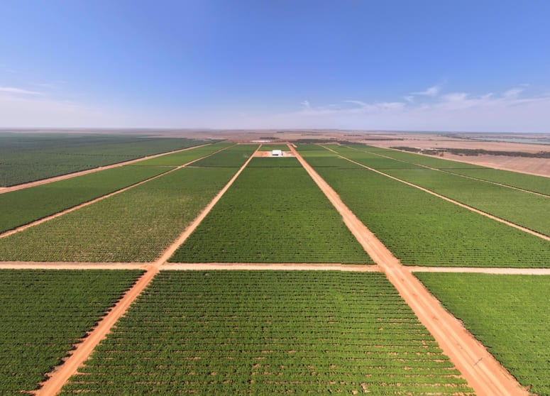 Click to view all images Talia Farms 1251 Stanitzki Road Pike River SA 5340 - Image 1