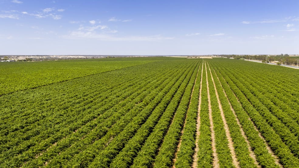 14921 & 14985 Sturt Highway Wigley Flat SA 5330 - Image 3