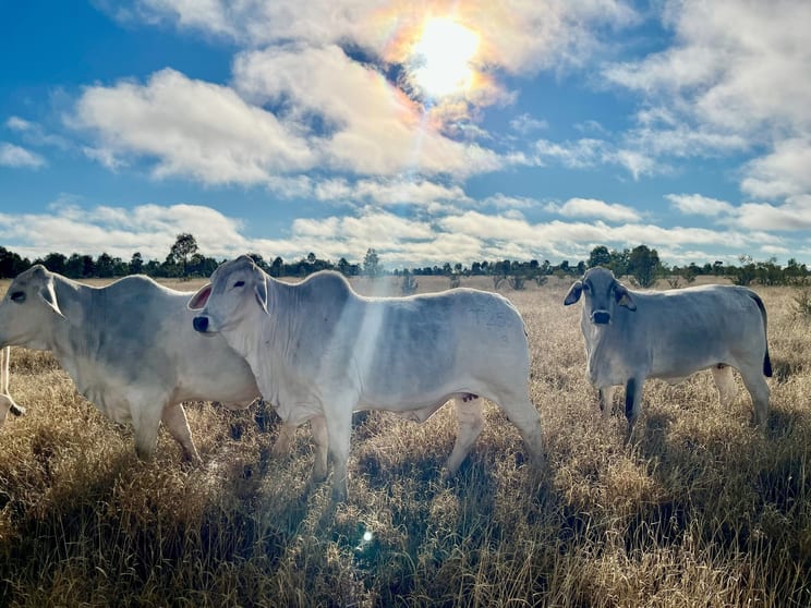 5812 Bollon Road Mungallala South QLD 4467 - Image 3