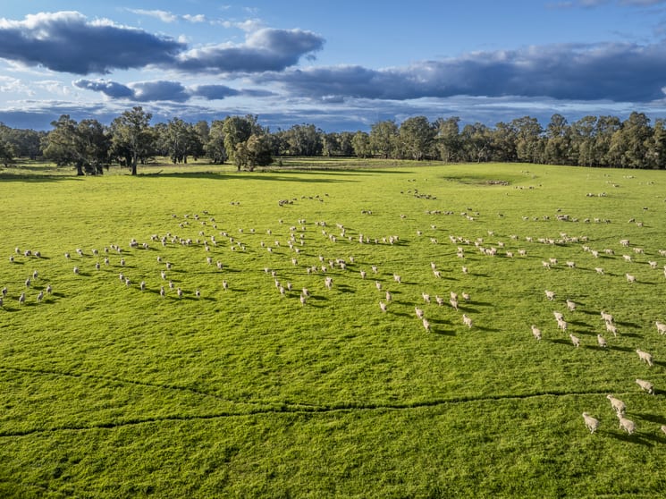 Click to view all images 190 Berryjerry Lane Wagga Wagga NSW 2650 - Image 1