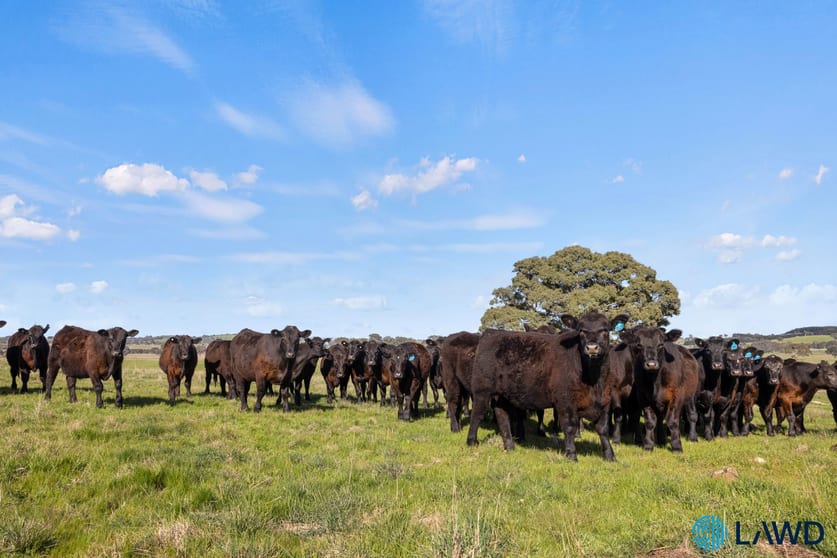 Click to view all images 1830 Wargeila Road Yass NSW 2582 - Image 1