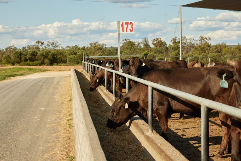 Click to view all images 802 Thirsty Creek Road Gogango QLD 4702 - Image 3