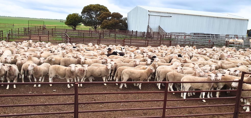 Click to view all images "Waitavalo Farms" "Waitavalo Farms" Narembeen WA 6369 - Image 2