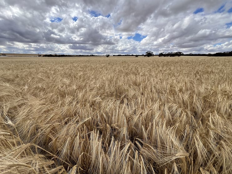 Click to view all images "Waitavalo Farms" "Waitavalo Farms" Narembeen WA 6369 - Image 3