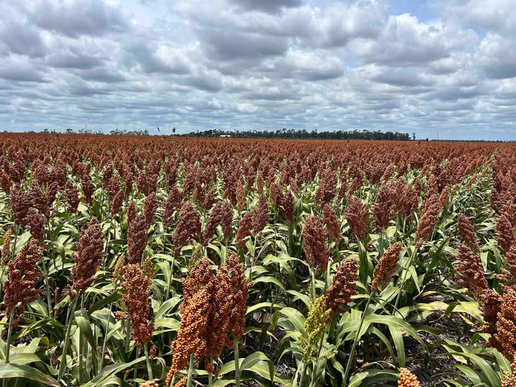 Jandowae QLD 4410 - Image 3