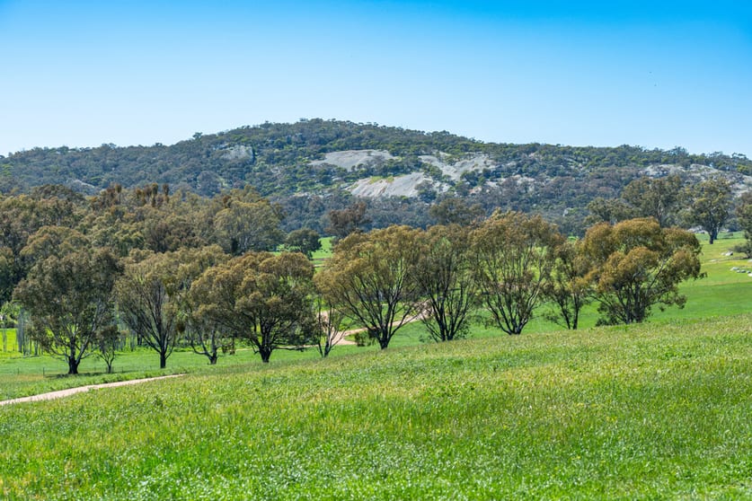 Click to view all images 833 Walla Walla Jindera Road Walla Walla NSW 2659 - Image 1