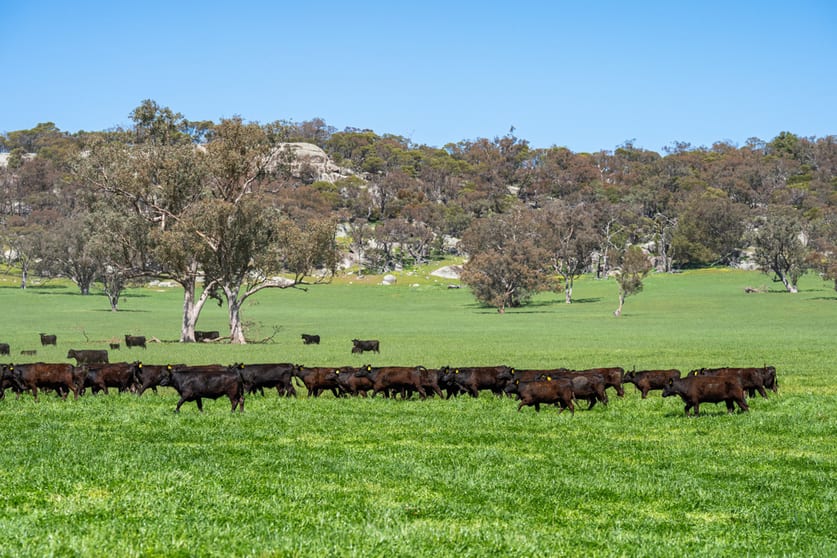 Click to view all images 833 Walla Walla Jindera Road Walla Walla NSW 2659 - Image 3