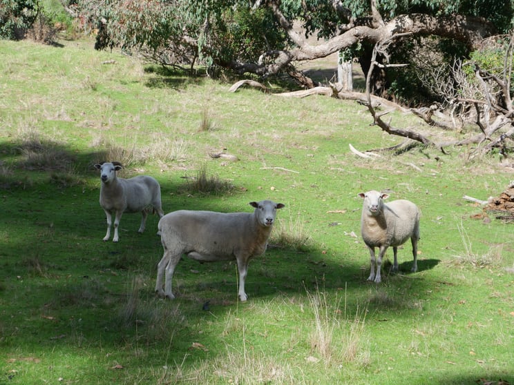Click to view all images Lot 140 Vasse Highway Nannup WA 6275 - Image 2
