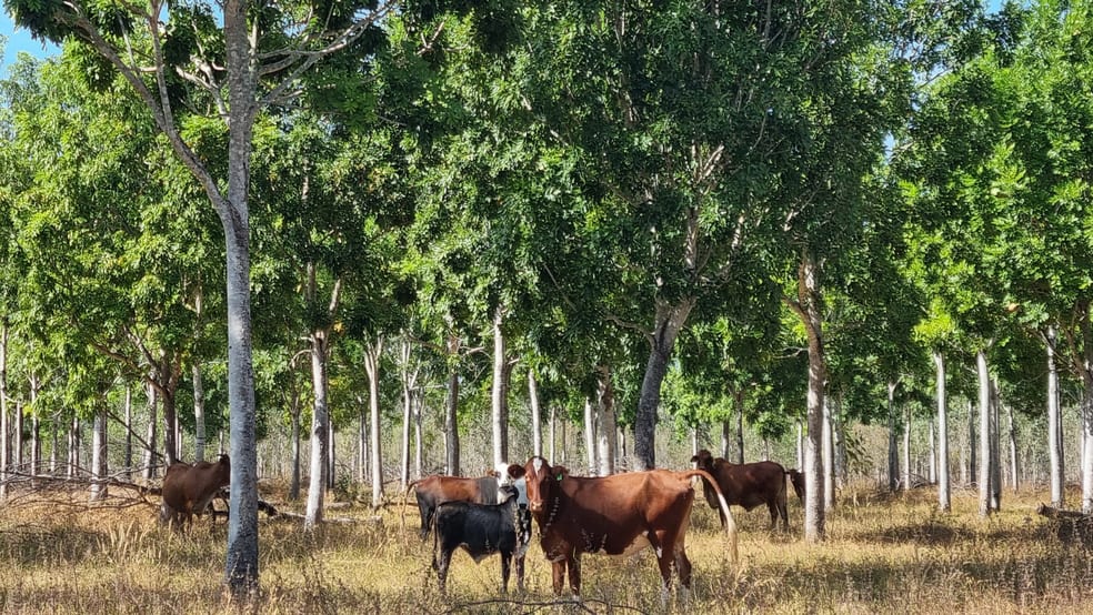 Click to view all images Douglas-daly NT 0822 - Image 1